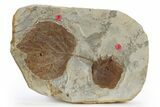 Wide Plate with Two Fossil Leaves (Two Species) - Montana #305987-1